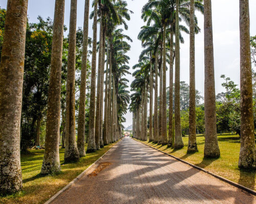 https://akansia.com/storage/2022/11/Aburi-Gardens-1-500x400.jpeg